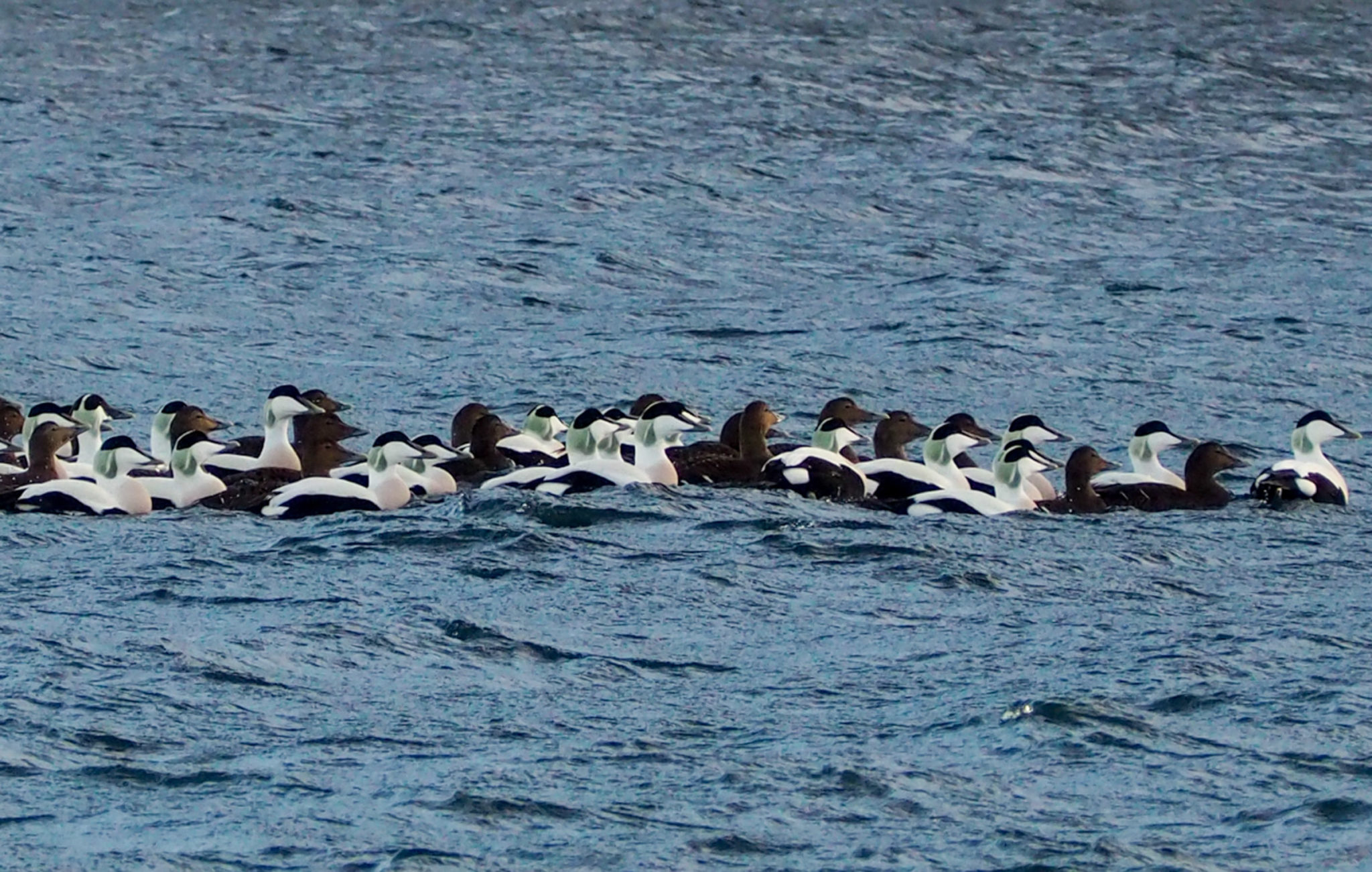 Eider ducks. The male ones are colourful, whereas the females are grey-brown © Explore 70 Degrees