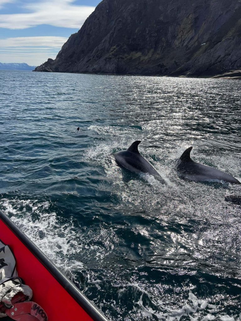 White-beaked dolphins find humans entertaining to watch © Explore 70 Degrees