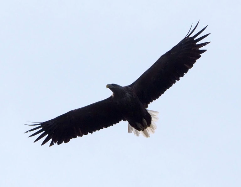 None of the seabirds are safe when the white tailed eagle is out © Explore 70 Degrees