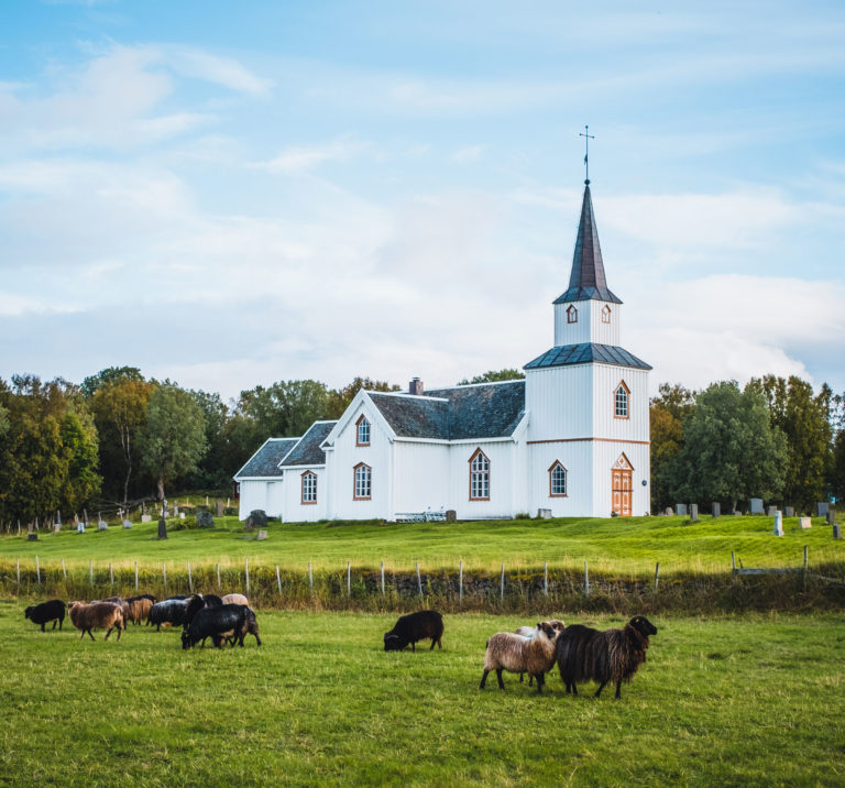Primitive sheep breed grazing on the vicarage fields near the church of Tranøy from 1773 © Dag Arild Larsen/Midt-Troms Museum
