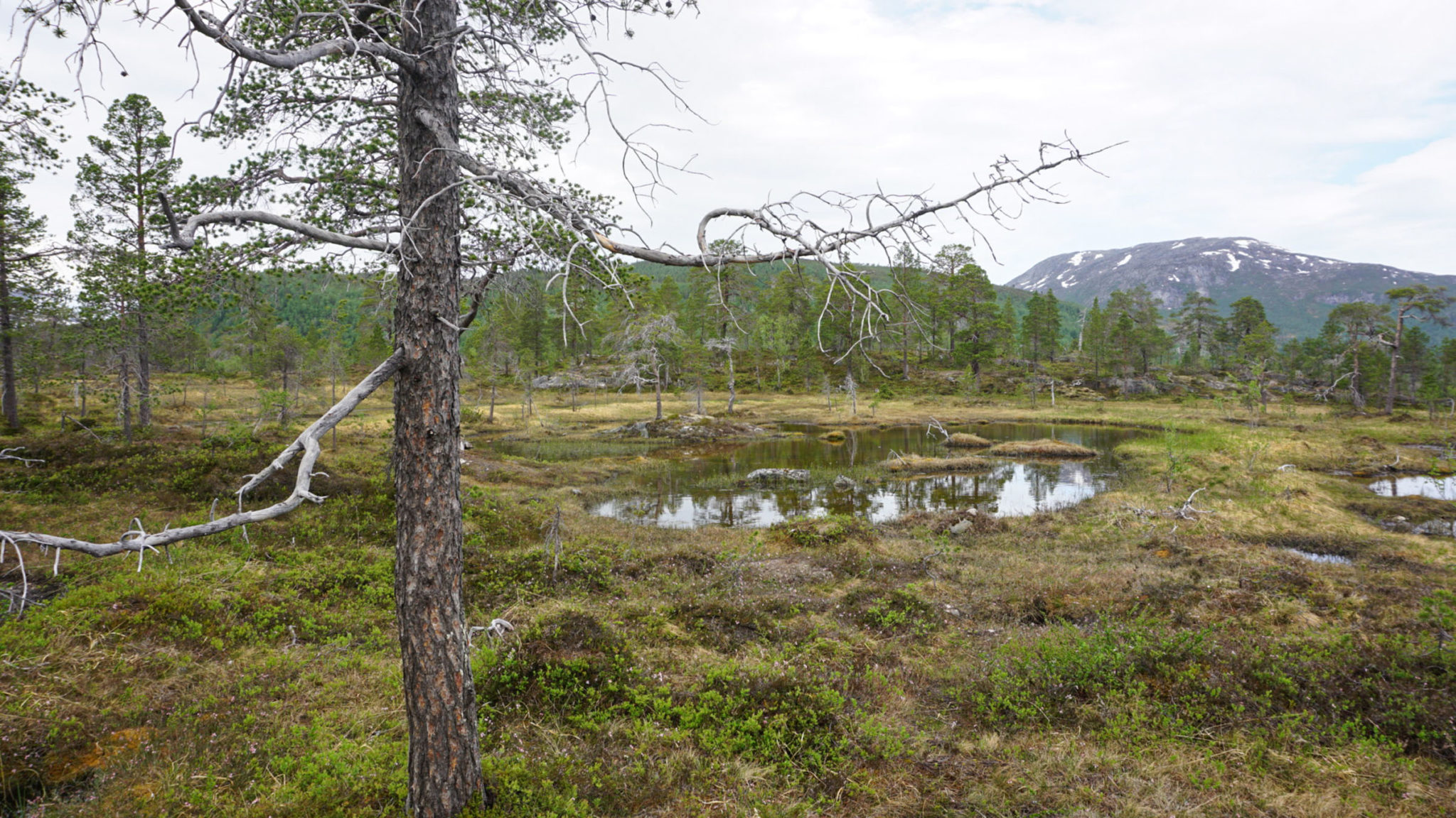 Pines, bogs and views to distant mountain in the Ånderdalen National Park © Knut Hansvold