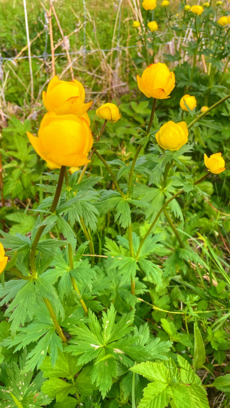 Globeflowers (Trollius europaeus) on Senja Island in the first days of summer © Knut Hansvold