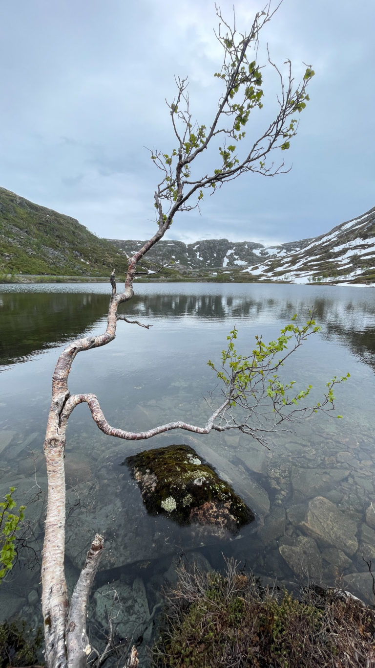 From the Kaperdalsura valley, with fresh foliage of early June. Stop at Lake Store Botnvatnet to see the hairpin needles along the road down to the fjord, but feel free to look the other way too © Knut Hansvold