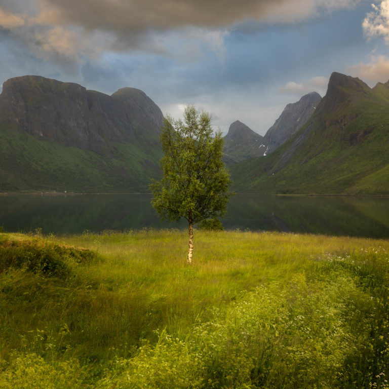 Green and beautiful somewhere on Senja Island © Truls from Norway