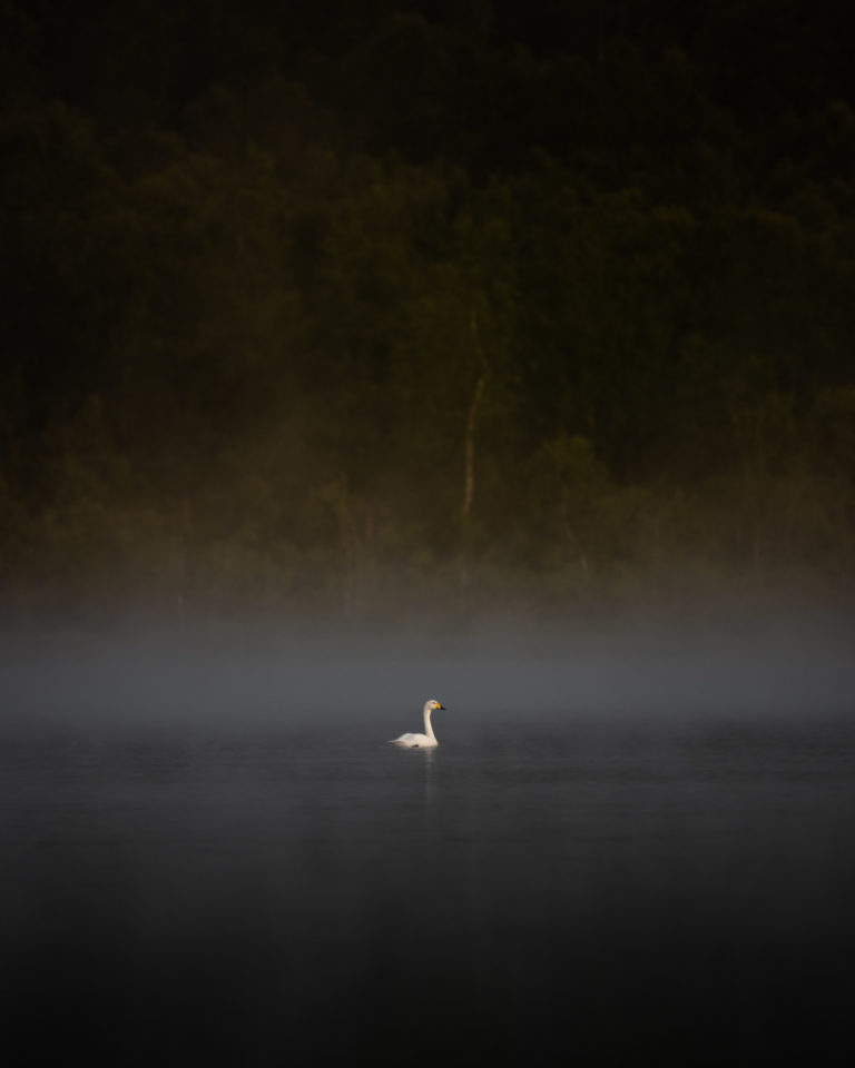 Whooper swan on a calm lake on Senja's forested inside © Kristoffer Vangen