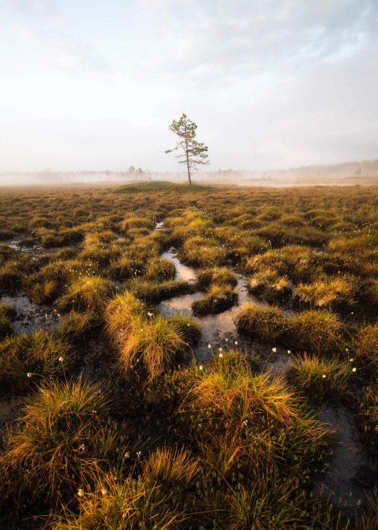 Bog in the Ånderdalen national park © Kristoffer Vangen