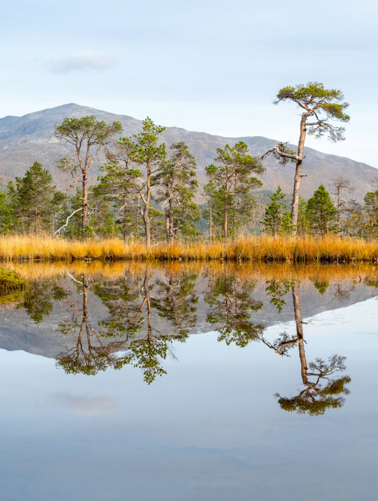 Old pines in stereo at Lake Åndervatn © Dag Arild Larsen