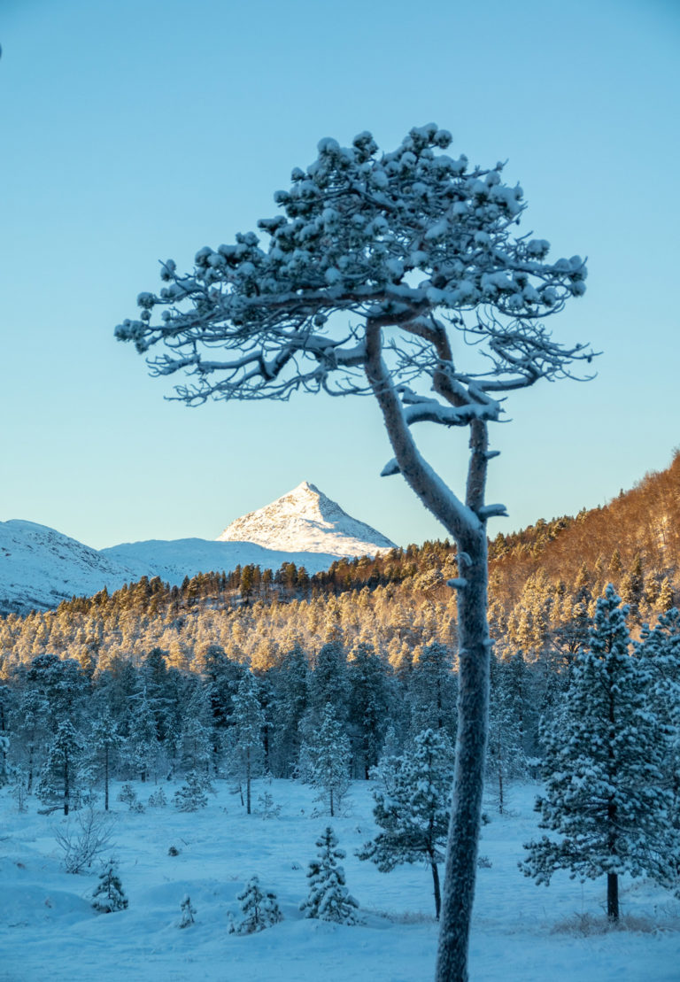 Frozen winter landscapes in the Ånderdalen National Park © Dag Arild Larsen