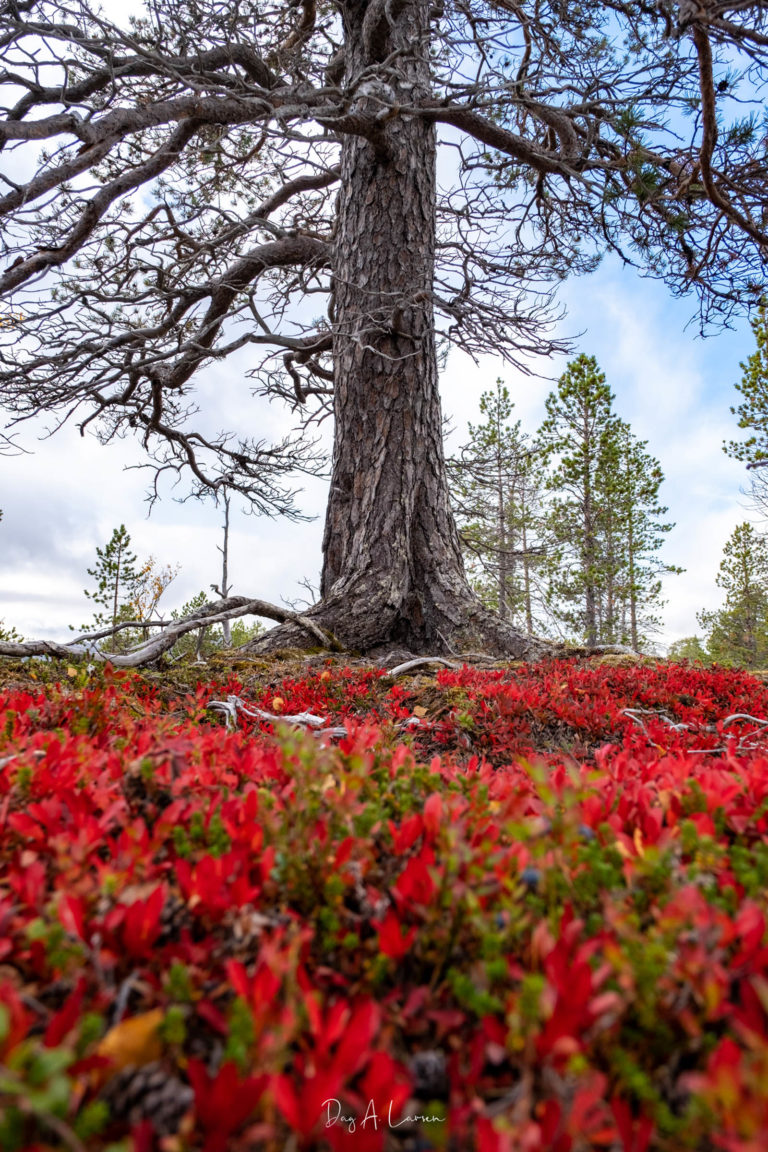 Blueberry heather in flaming red. Ånderdalen National Park © Dag Arild Larsen