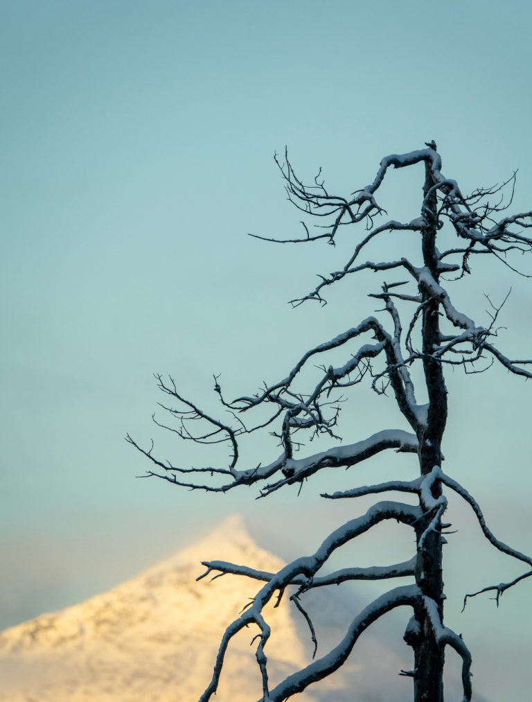 Late autumn and snow in the Ånderdalen National Park © Dag Arild Larsen