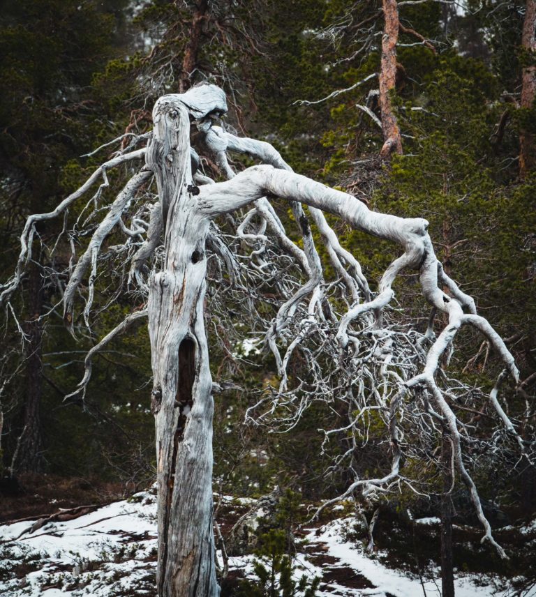 Pine facing a full collapse. Ånderdalen National Park © Dag Arild Larsen