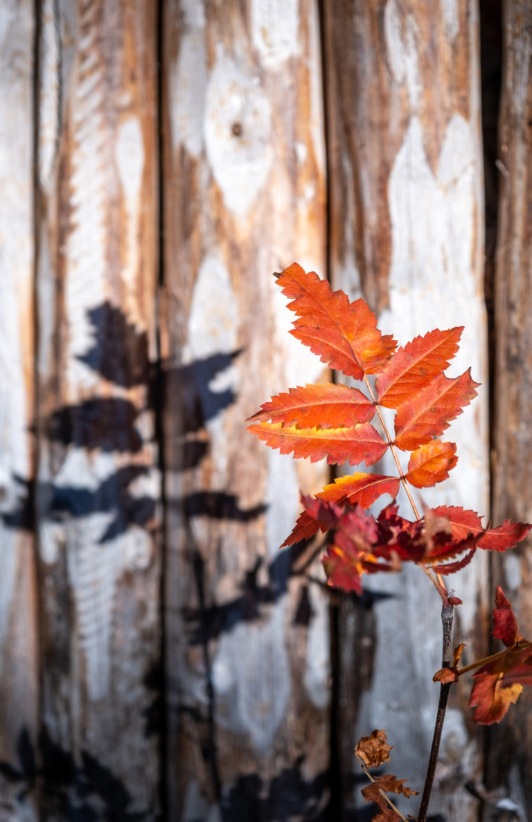 The autumn casts a shadow at Ånderdalen National Park © Dag Arild Larsen