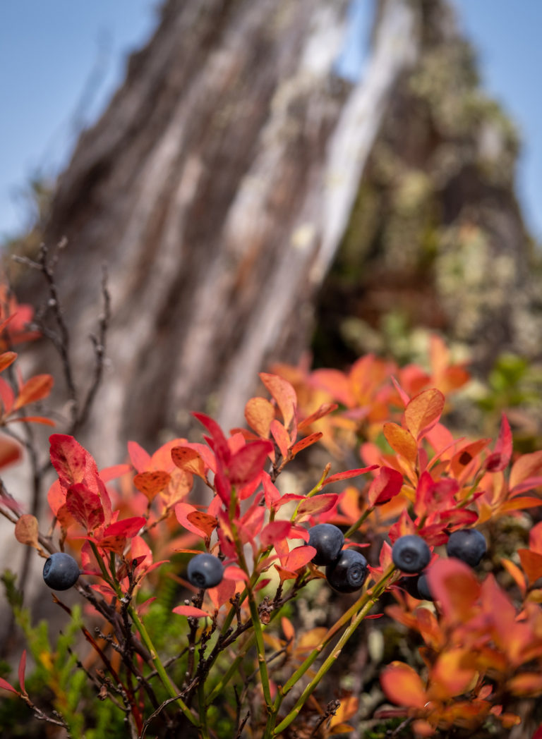 Blueberries in autumn sunshine © Dag Arild Larsen