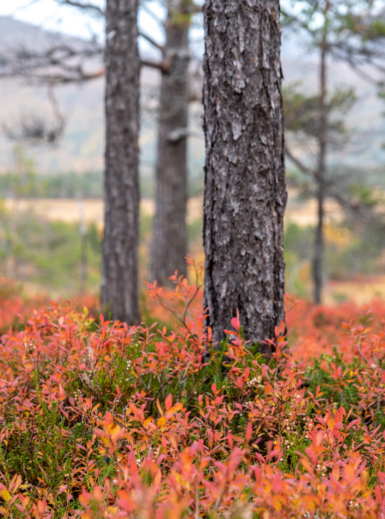 Strong autumn colours in bleak light. Ånderdalen National Park © Dag Arild Larsen