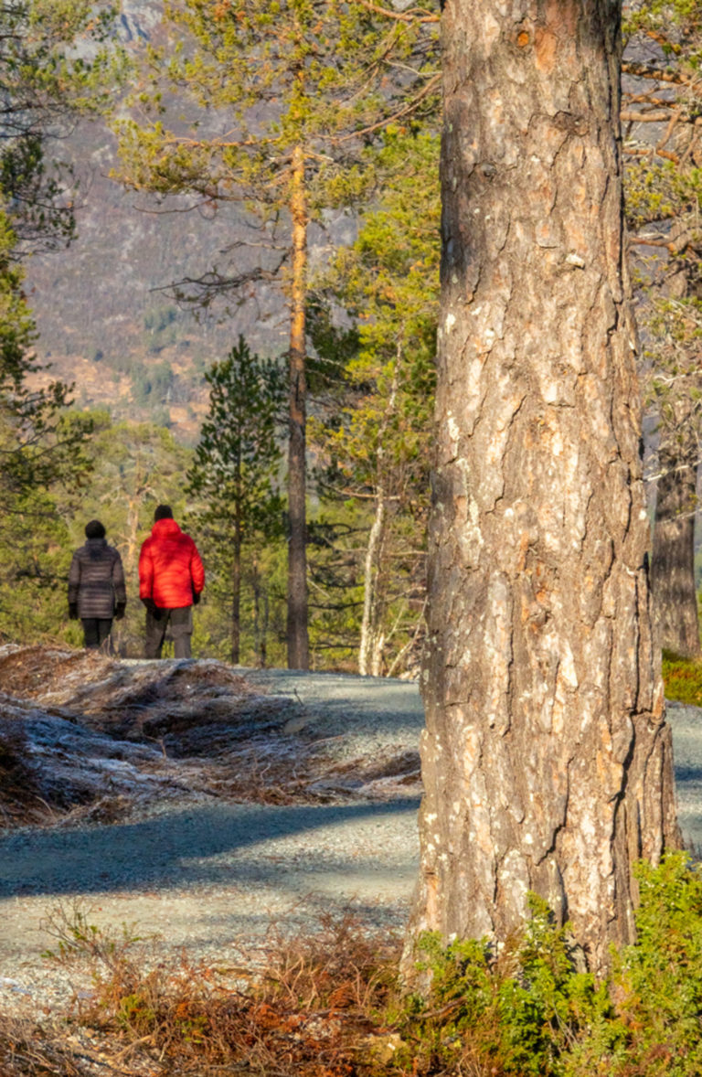 Autumn biting in your nose in the Ånderdalen National Park © Dag Arild Larsen