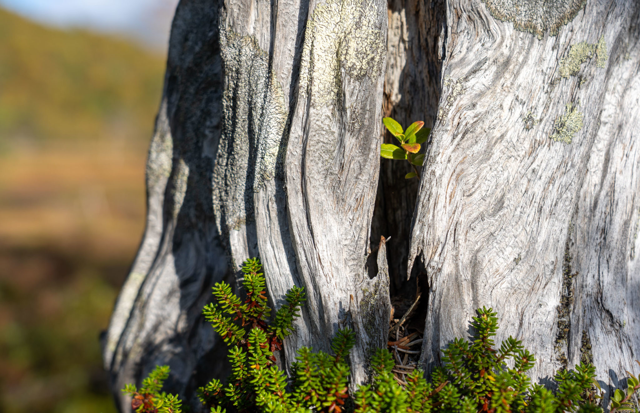 New life in an old pine. Lingonberry and crowberry. Ånderdalen National Park © Dag Arild Larsen