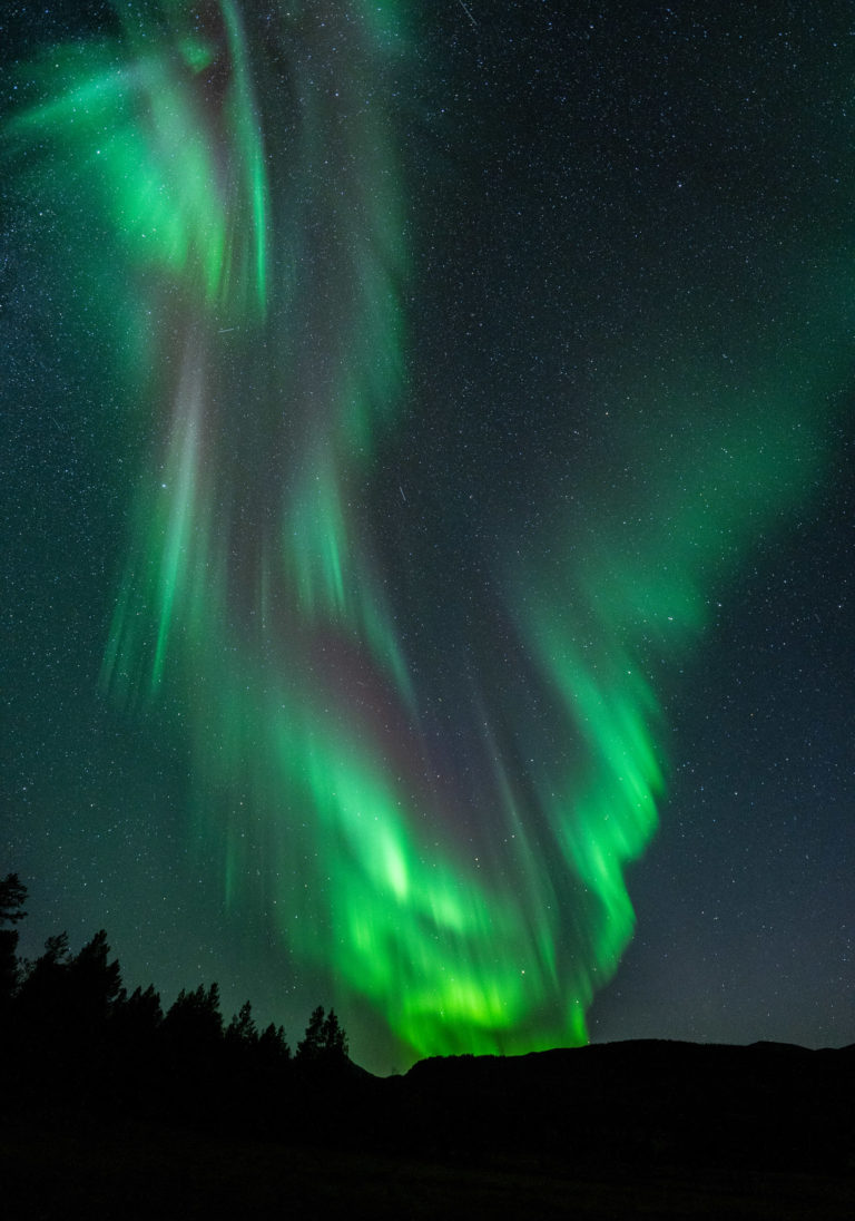 Northern Lights above old pines in the Ånderdalen National Park © Dag Arild Larsen