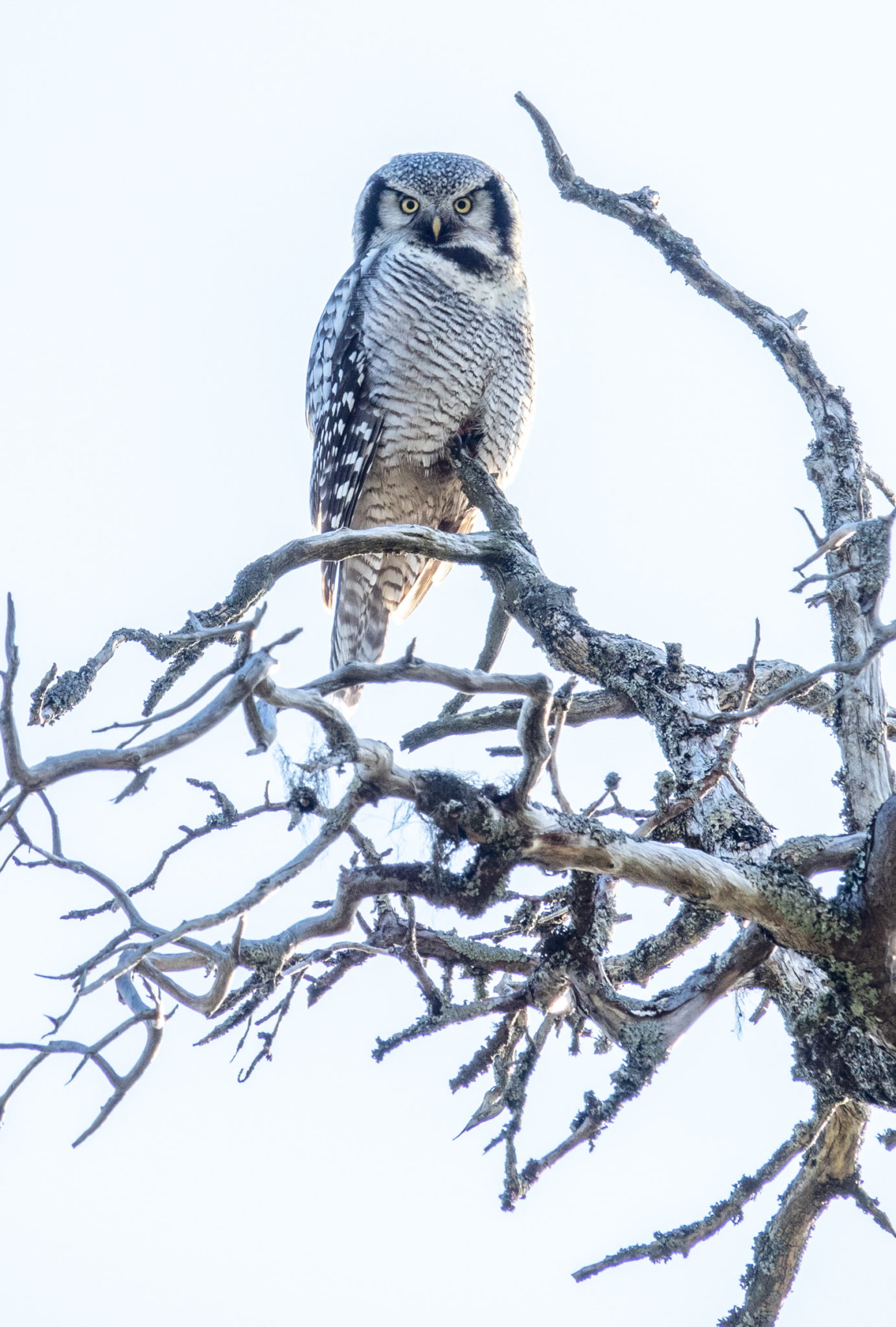 Owl in a dead tree. Ånderdalen National Park © Dag Arild Larsen