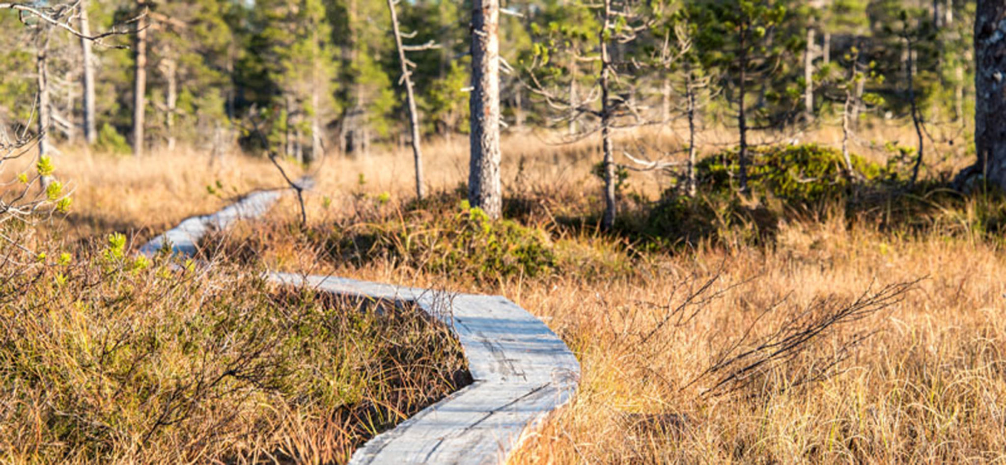 Walk planks across the bog in Ånderdalen National Park © Dag Arild Larsen