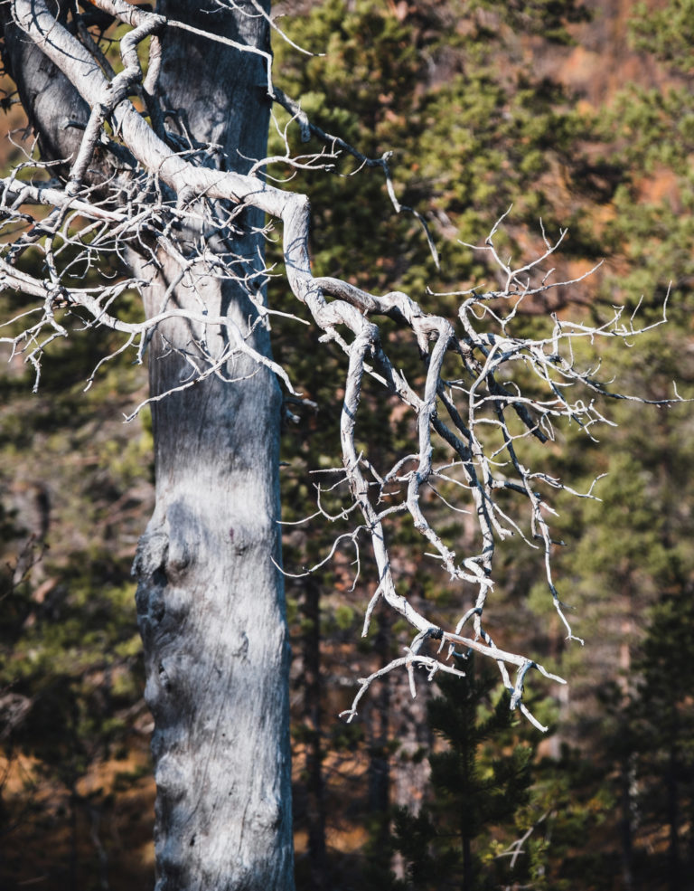 A dead pine is a shelter for insectsd. Ånderdalen National Park © Dag Arild Larsen