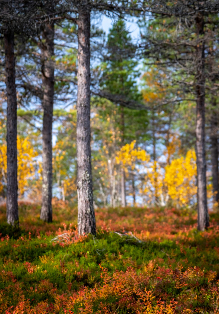 Heather and aspens colouring the Ånderdalen autumn © Dag Arild Larsen