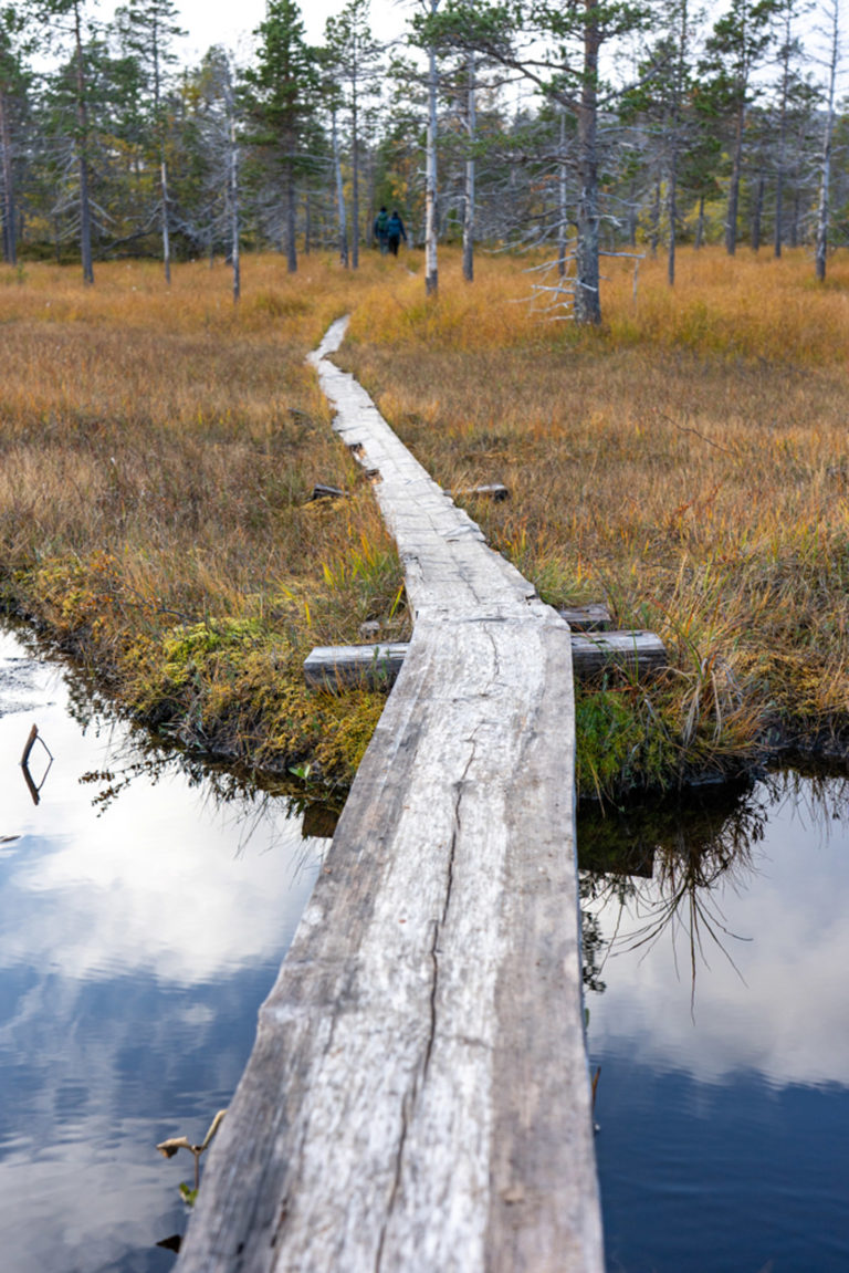 Walkways of old greying pine planks, Ånderdalen National Park © Dag Arild Larsen