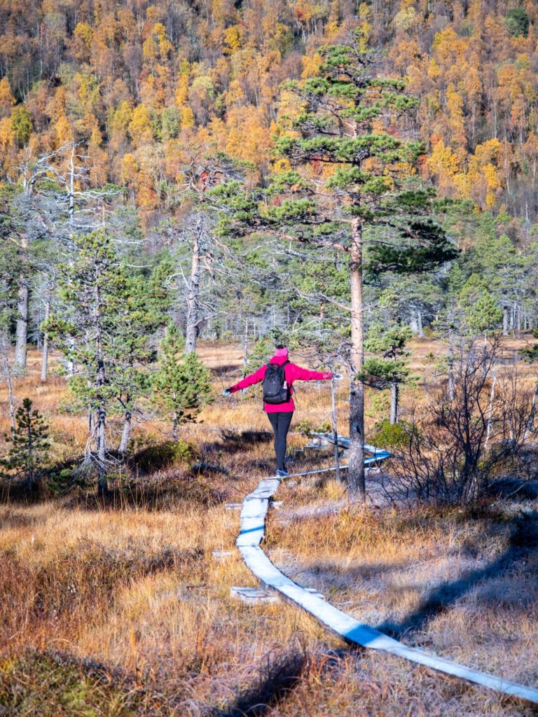 Walkway between old pines. Ånderdalen National Park © Dag Arild Larsen