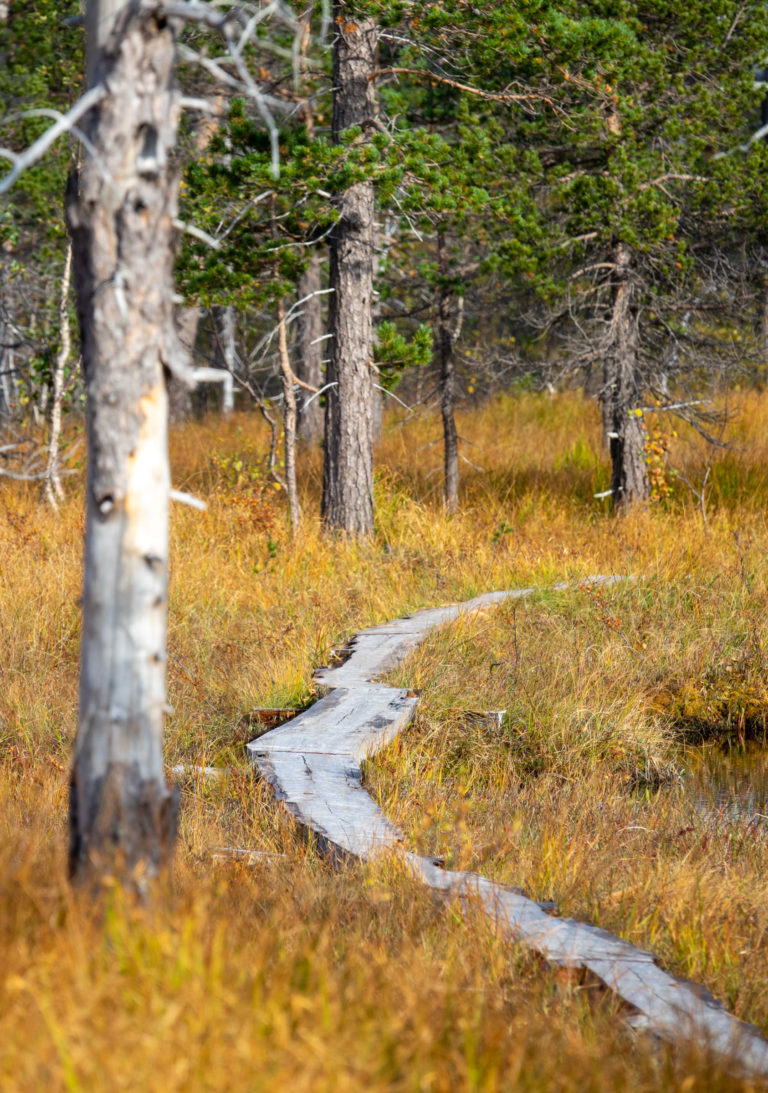 Planks keeping your feet dry in the Ånderdalen National Park © Dag Arild Larsen