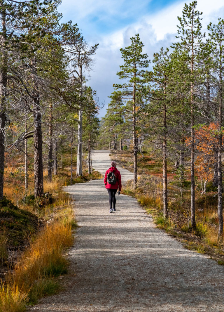 Wide walkway heading to the Ånderdalen National Park © Dag Arild Larsen