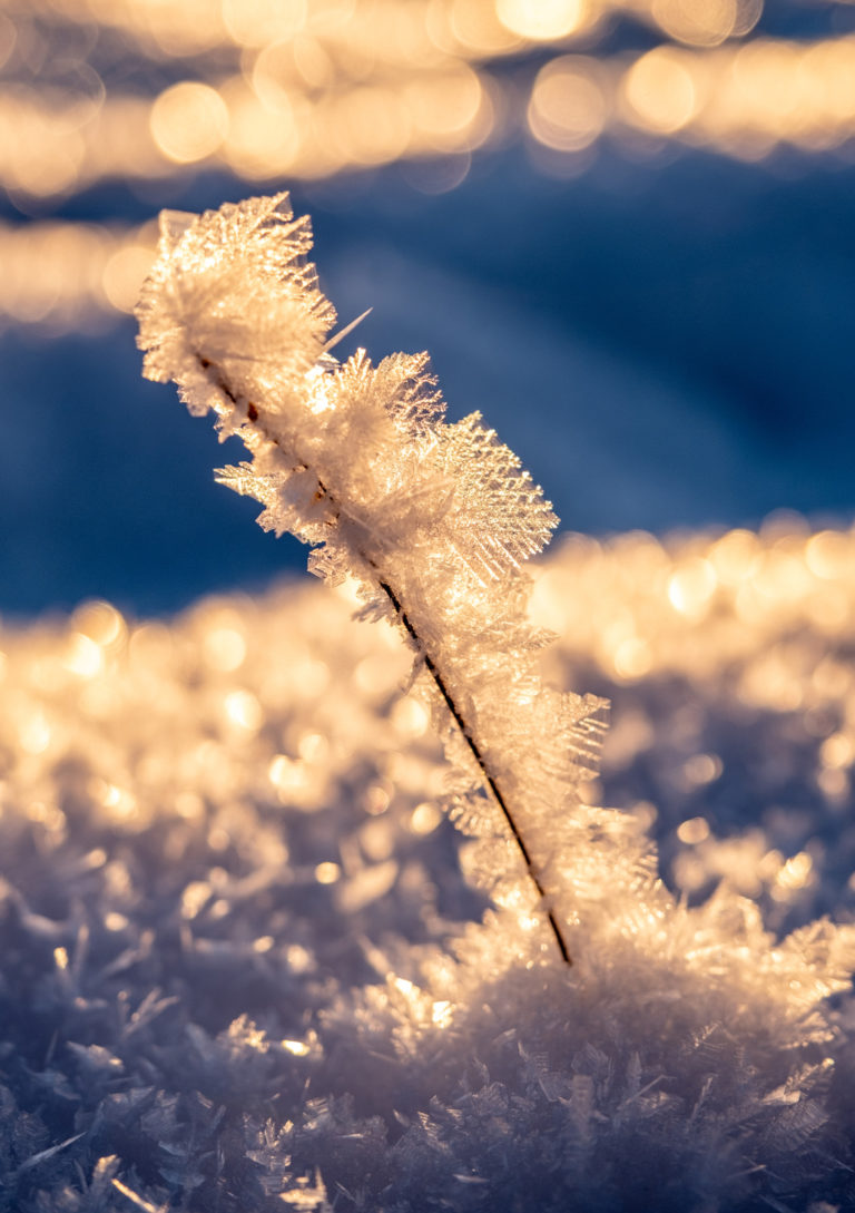 Winter sun snow crystals in the Ånderdalen National Park © Dag Arild Larsen