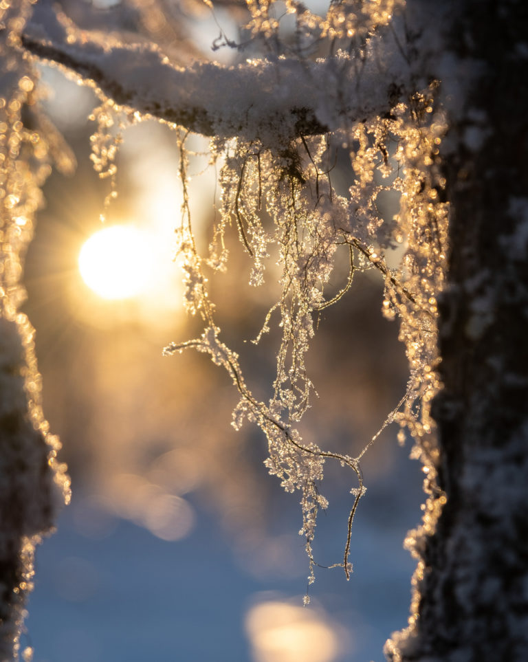 Winter sunshine in the troll forest of Ånderdalen nasjonalpark © Dag Arild Larsen