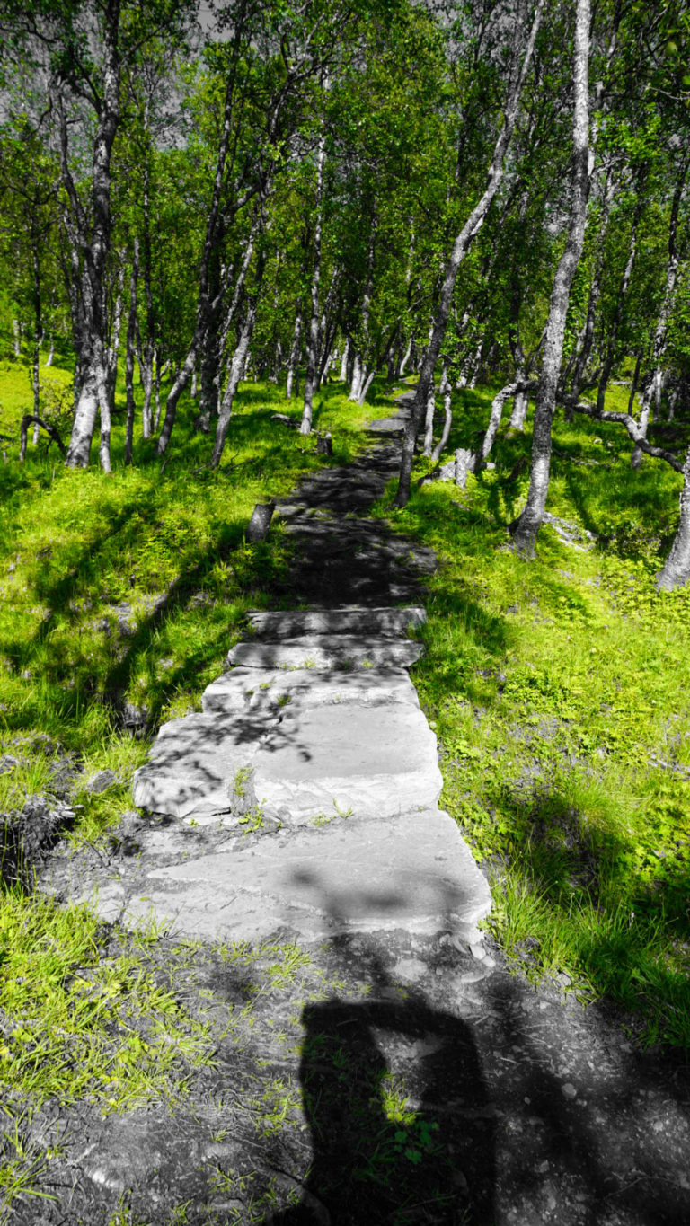 Summery feel in the mountain forest in the upper part of the Lyngentrappa stairs © Knut Hansvold