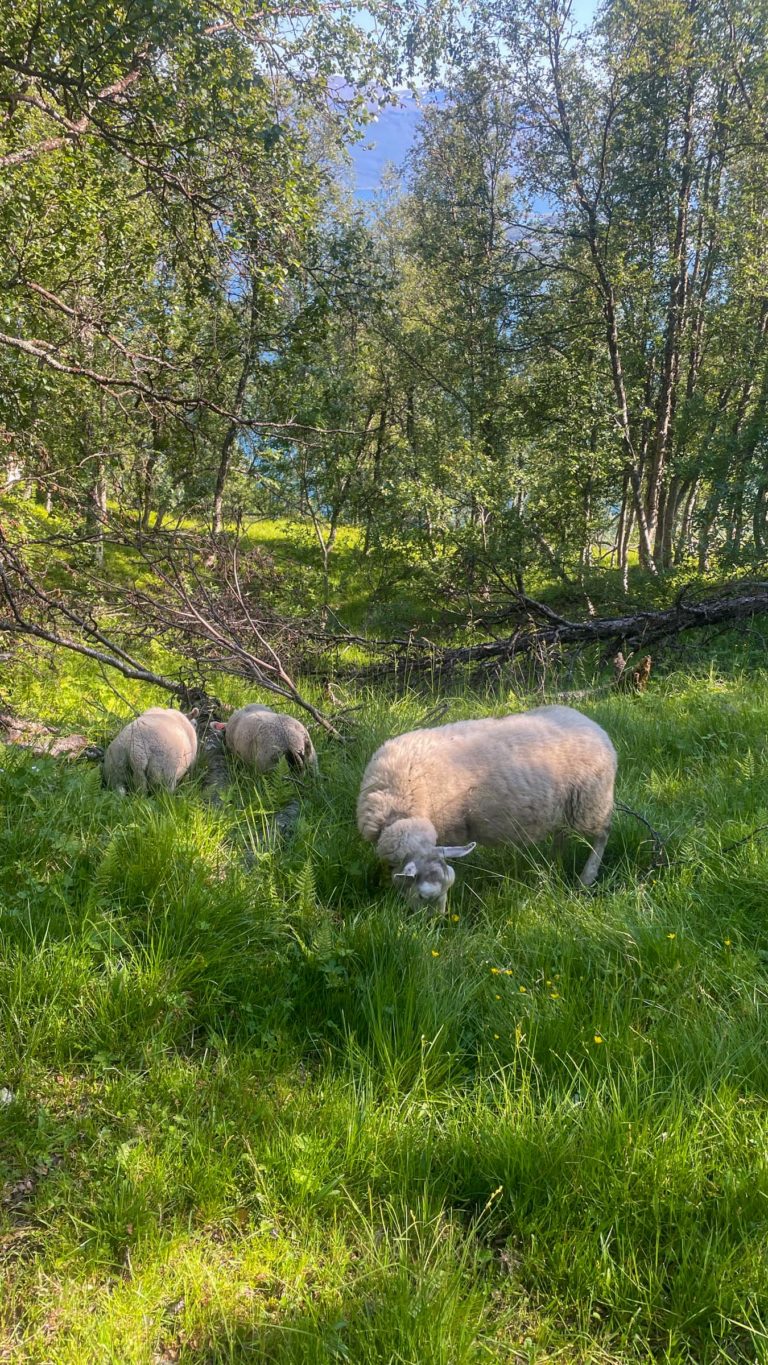 Sheep keeping us company in the upper end of the Lyngentrappa stairs © Knut Hansvold