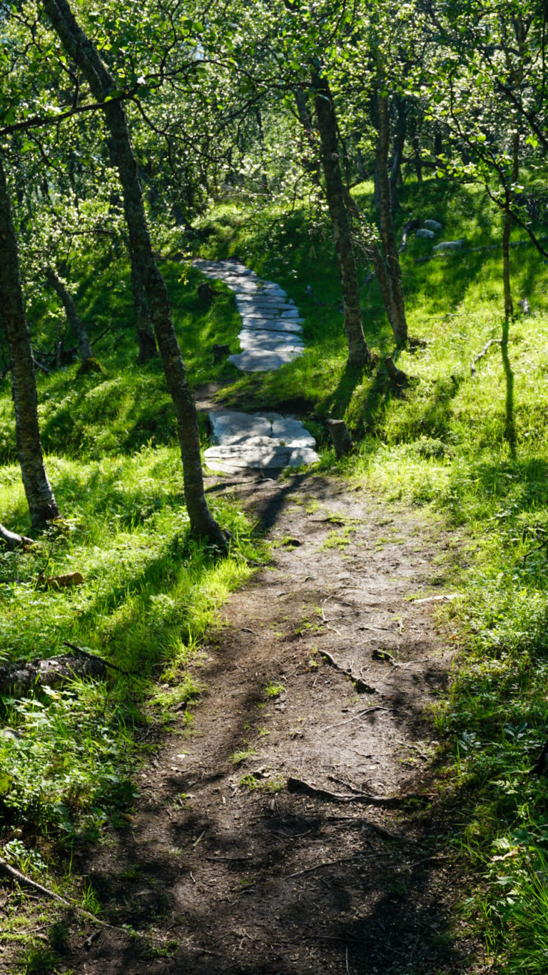 The upper birch forest with stone slabs across the small streams © Knut Hansvold