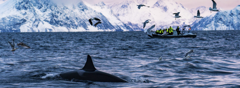 Whale watching safari in januar light