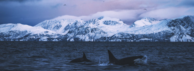 Whale watching in the short days of the Polar Night © Petr Pavlicek