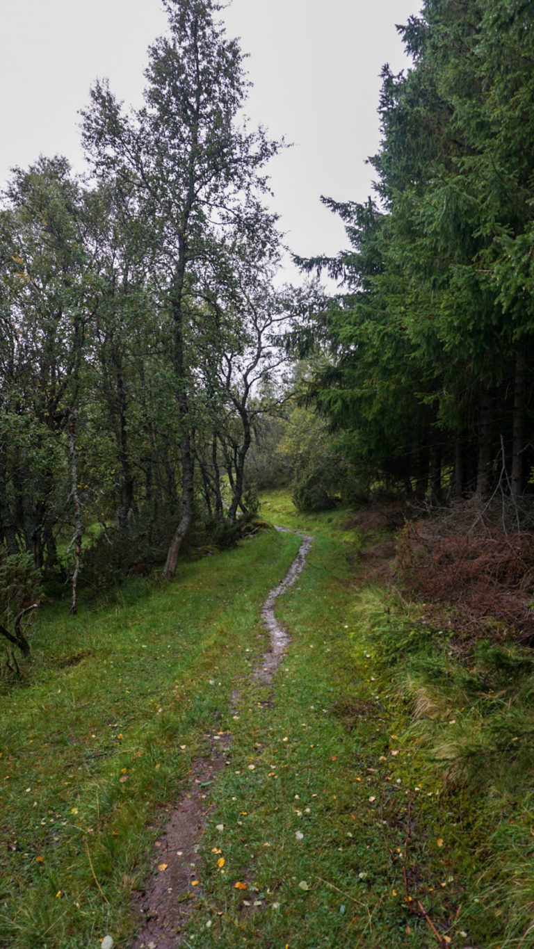 The spruce trees along the Culture path Skallan - Rå, Kvæfjord, are introduced © Knut Hansvold / NordNorsk Reiseliv