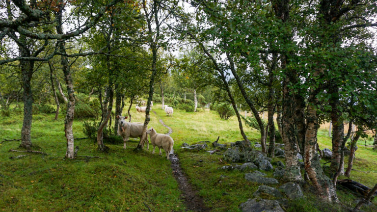 Meeting friendly sheep at the Culture path Skallan - Rå, Kvæfjord © Knut Hansvold / NordNorsk Reiseliv