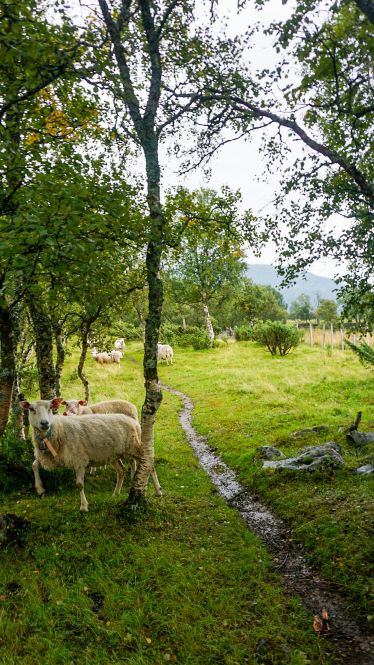 The rain doesn't bother the sheep on the Culture path Skallan - Rå, Kvæfjord © Knut Hansvold / NordNorsk Reiseliv