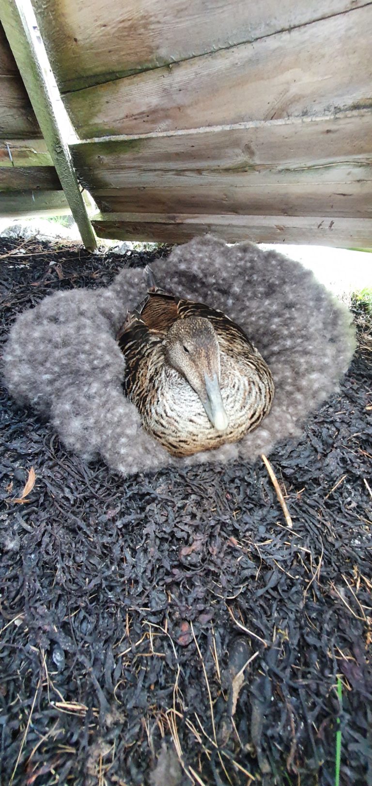 60 / 5 000 Das Eiderweibchen brütet die Eier aus, bedeckt mit ihren eigenen Daunen. Foto: Olaug Olsen