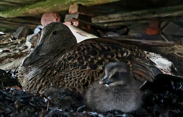 Eiderweibchen mit Eiderküken. Foto: Olaug Olsen