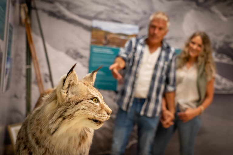 Gaupe fra utstillingen "Uerstattelig" hos Besøkssenter nasjonalpark Nordland. Foto: Laila Ingvaldsen / Nordland nasjonalparksenter