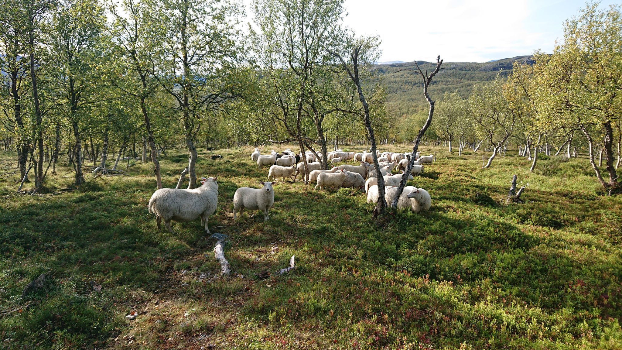 Foto: Rydningen Gård