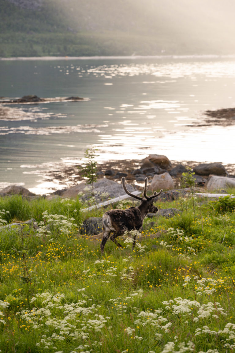 Reindeer can be seen everywhere on Kvaløya © Marie Nystad Helgesen