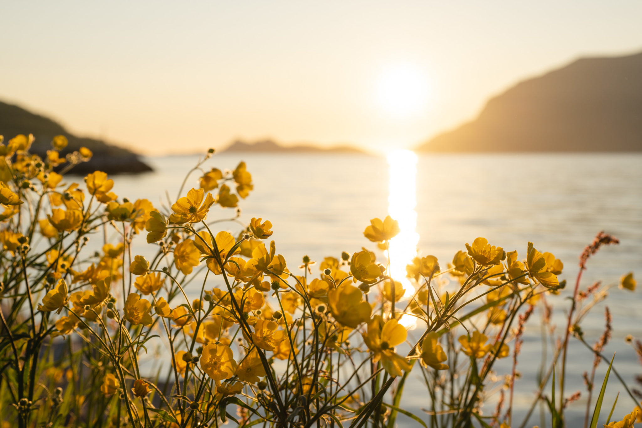 When summer arrives on Kvaløya © Marie Nystad Helgesen
