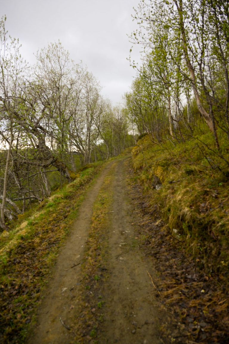 Early June at Engnes – the tractor road leads down to the old coastal fort © Knut Hansvold