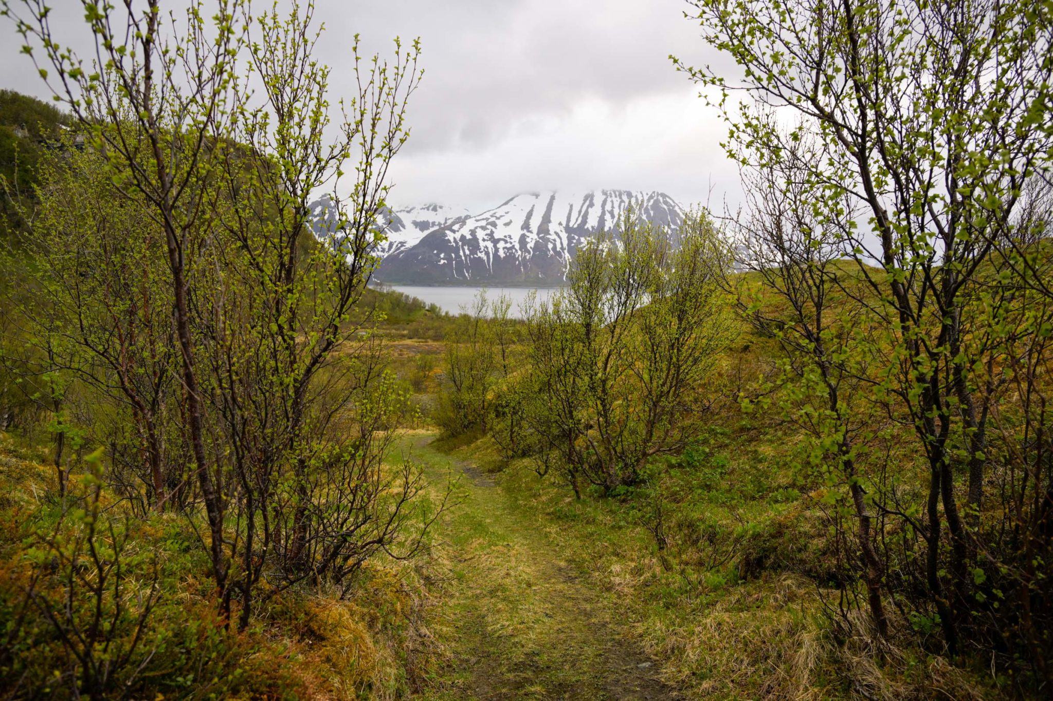 Green grass on the old construction road down to the coastal fort © Knut Hansvold
