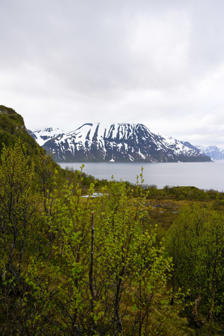 Wet and cool early summer atmosphere at Engnes, with a view towards Laukøya Island © Knut Hansvold
