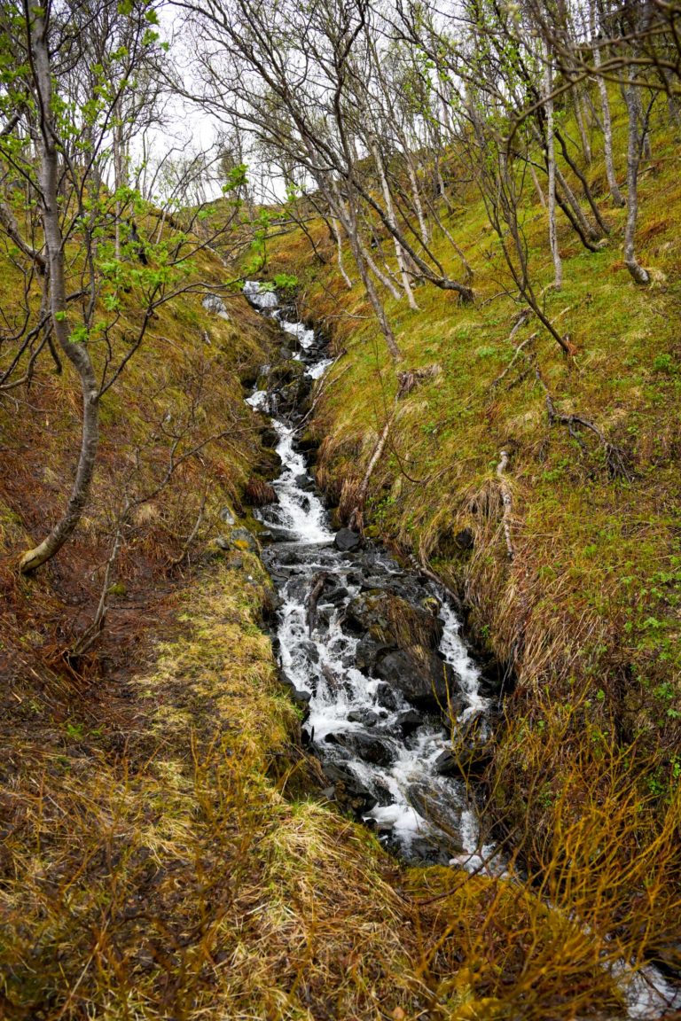 Forest in rapid transition from winter to summer on the way out to Engnes © Knut Hansvold