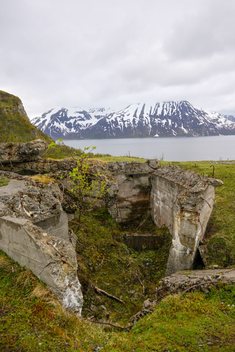 Nature reclaims Engnes – a birch emerging from a blown-up bunker © Knut Hansvold